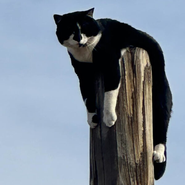 Fire Crew Rescues Pole-Bound Cat