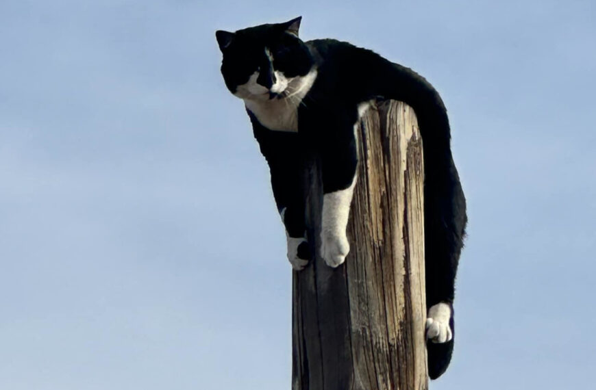 Fire Crew Rescues Pole-Bound Cat