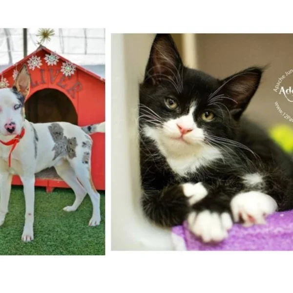 Give a Pet a Home—AJ Animal Control Waives Adoption Fees Ahead of May Closure