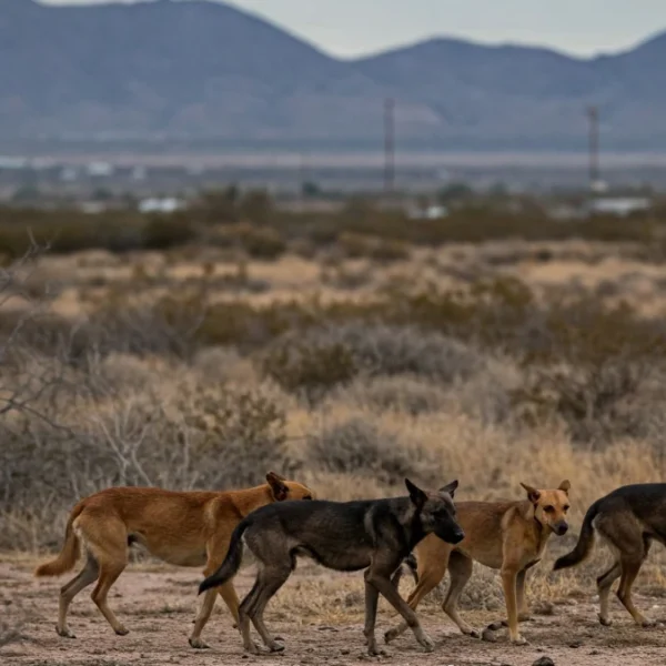 Commission Backs Arf-Anage Dog Rescue’s Mission with Special Use Permit