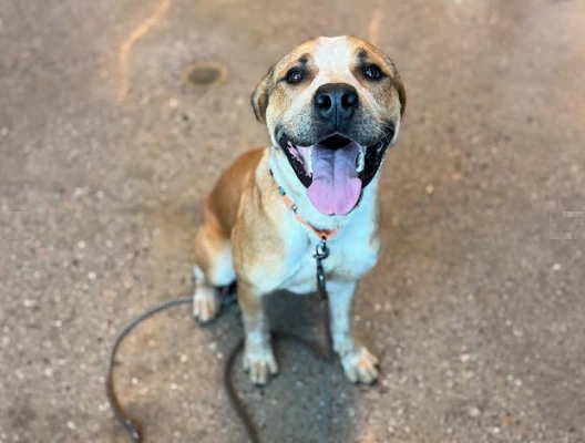 Board Approves Permit for Dog Rescue Serving County’s Neediest Animals