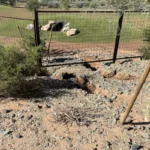 Apache Junction Dog Parks Closed…
