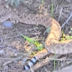 Eloy Firefighters Relocate Winter Rattlesnake