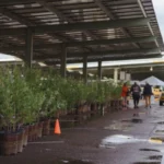 Free Shade Trees for SRP&hellip;