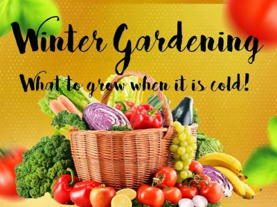 Winter Gardening in Arizona: Free Class at San Tan Valley Library